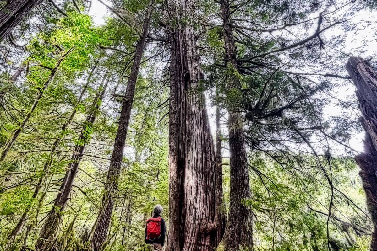 Giant Cedar Creek hiking in Wood. Road trip with the van conversion.jpg