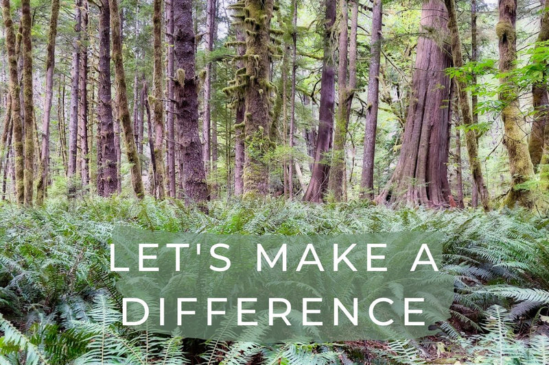 A beautiful forest in British Columbia. Plant more trees to help our wildlife and plants.